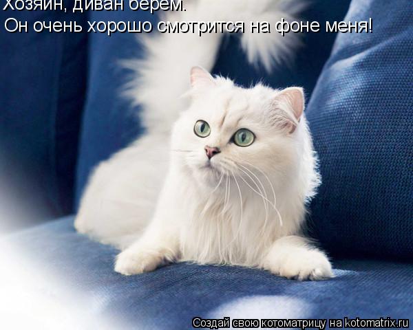 Хозяин, диван берем. Он очень хорошо смотрится на фоне меня!... Котоматрица: Хозяин, диван берем. Он очень хорошо смотрится на фоне меня!