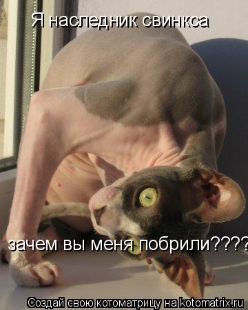Я наследник свинкса зачем вы меня побрили?????... Котоматрица: Я наследник свинкса зачем вы меня побрили?????