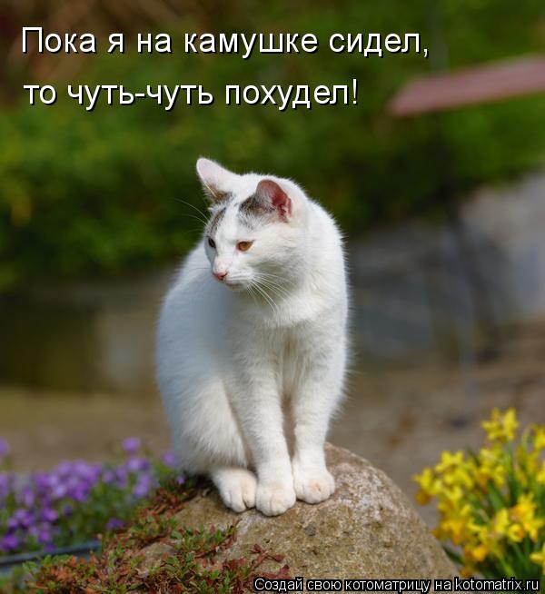 Пока я на камушке сидел, то чуть-чуть похудел!... Котоматрица: Пока я на камушке сидел, то чуть-чуть похудел!