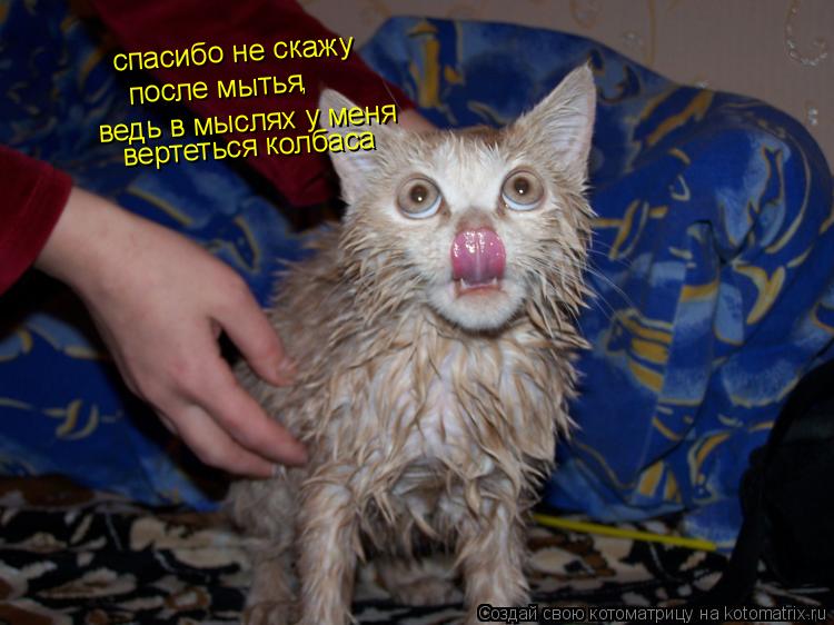 спасибо не скажу после мытья ведь в мыслях у меня вертеться колбаса ,... Котоматрица: спасибо не скажу после мытья ведь в мыслях у меня вертеться колбаса ,