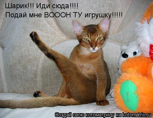 Котоматрица: Шарик!!! Иди сюда!!!! Подай мне ВОООН ТУ игрушку!!!!!