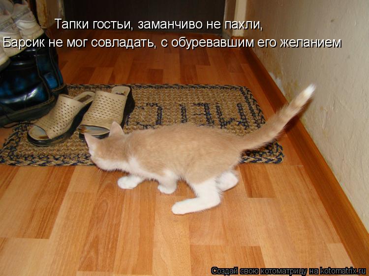 Тапки гостьи, заманчиво не пахли, Барсик не мог совладать, с обуревавшим его желанием... Котоматрица: Тапки гостьи, заманчиво не пахли, Барсик не мог совладать, с обуревавшим его желанием
