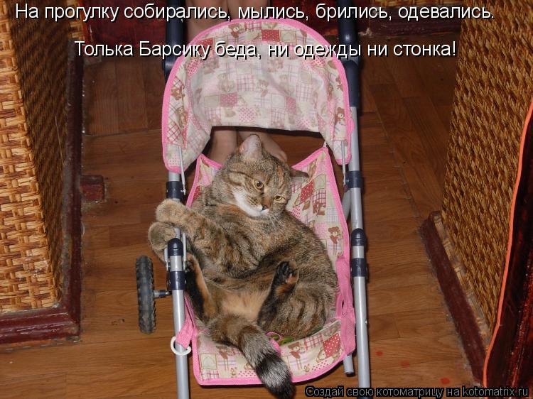 На прогулку собирались, мылись, брились, одевались. Толька Барсику беда, ни одежды ни стонка!... Котоматрица: На прогулку собирались, мылись, брились, одевались. Толька Барсику беда, ни одежды ни стонка!