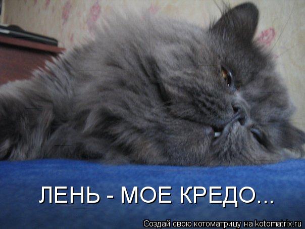 ЛЕНЬ - МОЕ КРЕДО...... Котоматрица: ЛЕНЬ - МОЕ КРЕДО...