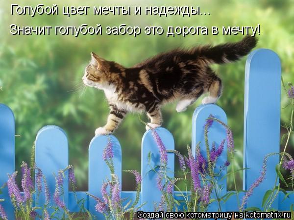 Голубой цвет мечты и надежды... Значит голубой забор это дорога в мечту!... Котоматрица: Голубой цвет мечты и надежды... Значит голубой забор это дорога в мечту!