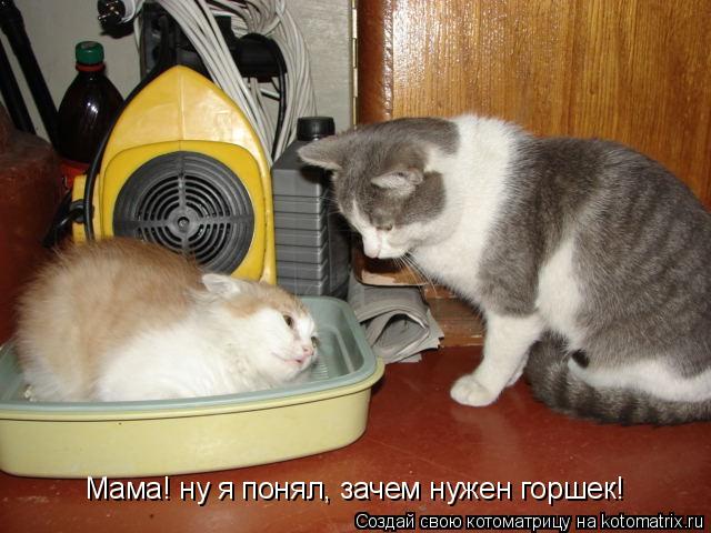 Мама! ну я понял, зачем нужен горшек!... Котоматрица: Мама! ну я понял, зачем нужен горшек!