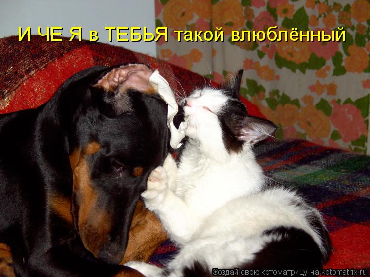 И ЧЕ Я в ТЕБЬЯ такой влюблённый... Котоматрица: И ЧЕ Я в ТЕБЬЯ такой влюблённый
