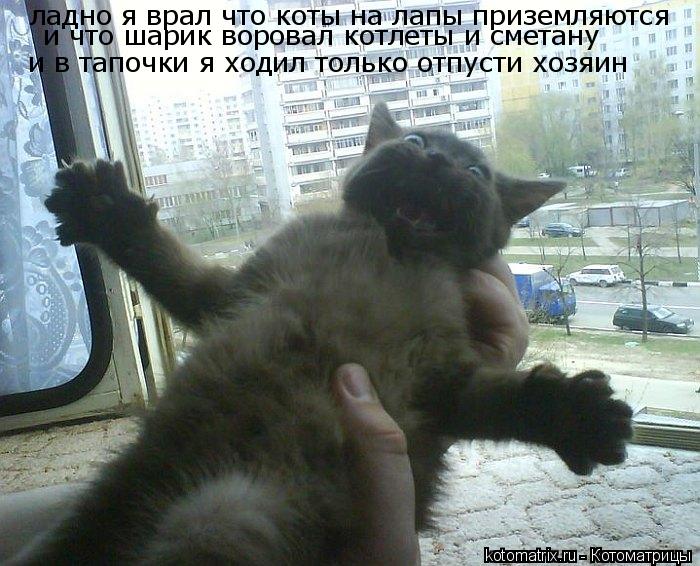 ладно я врал что коты на лапы приземляются и что шарик воровал котлеты и сметану и в тапочки я ходил ... Котоматрица: ладно я врал что коты на лапы приземляются и что шарик воровал котлеты и сметану и в тапочки я ходил только отпусти хозяин