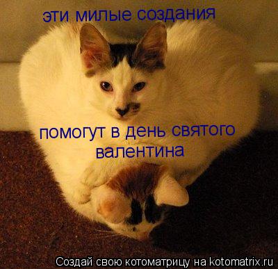 эти милые создания помогут в день святого валентина... Котоматрица: эти милые создания помогут в день святого валентина