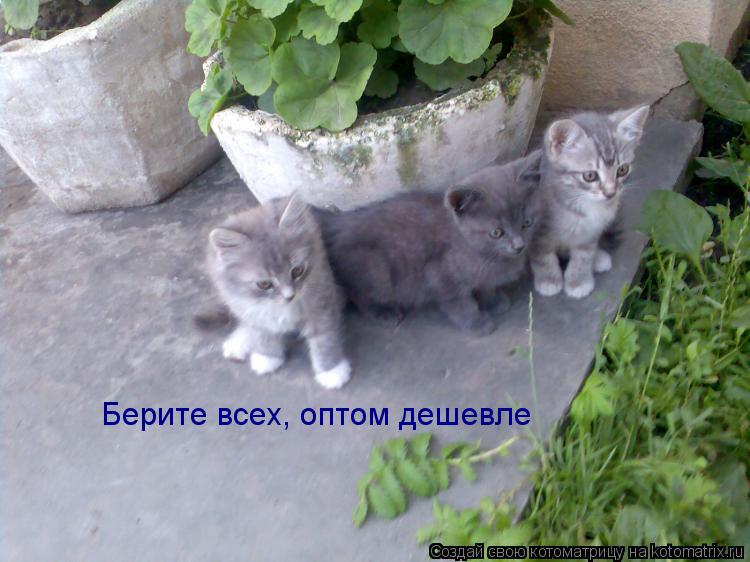 Берите всех, оптом дешевле... Котоматрица: Берите всех, оптом дешевле