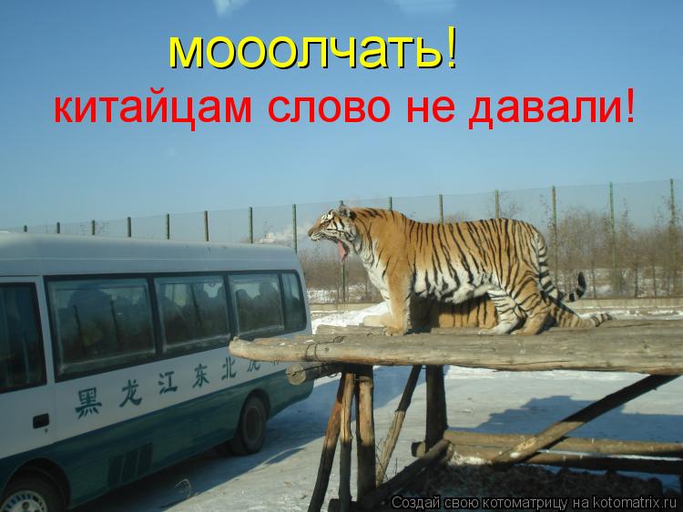 мооолчать! китайцам слово не давали!... Котоматрица: мооолчать! китайцам слово не давали!