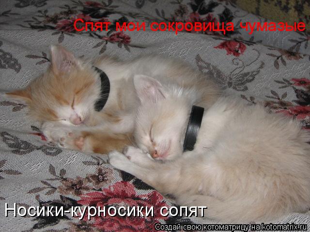 Спят мои сокровища чумазые Носики-курносики сопят... Котоматрица: Спят мои сокровища чумазые Носики-курносики сопят