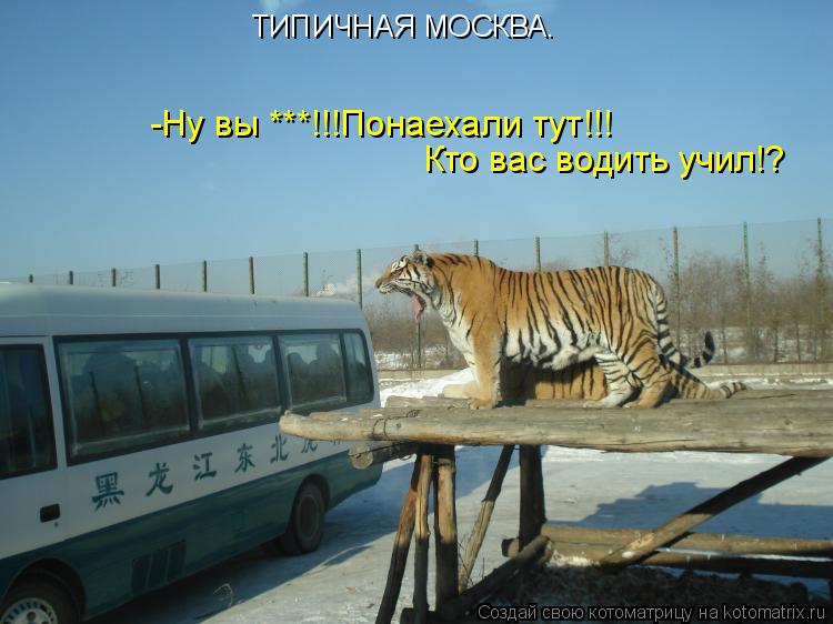ТИПИЧНАЯ МОСКВА. -Ну вы ***!!!Понаехали тут!!! Кто вас водить учил!?... Котоматрица: ТИПИЧНАЯ МОСКВА. -Ну вы ***!!!Понаехали тут!!! Кто вас водить учил!?