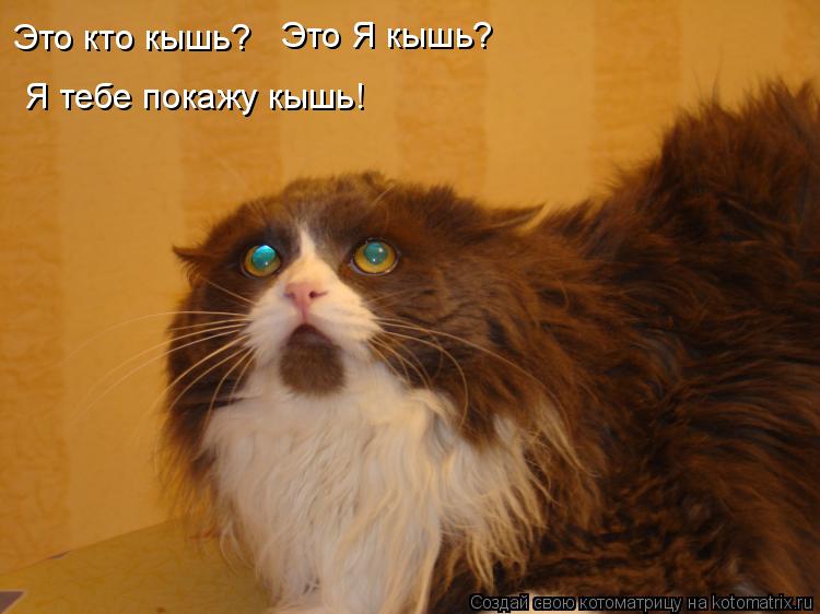 Это кто кышь? Это Я кышь? Я тебе покажу кышь!... Котоматрица: Это кто кышь? Это Я кышь? Я тебе покажу кышь!