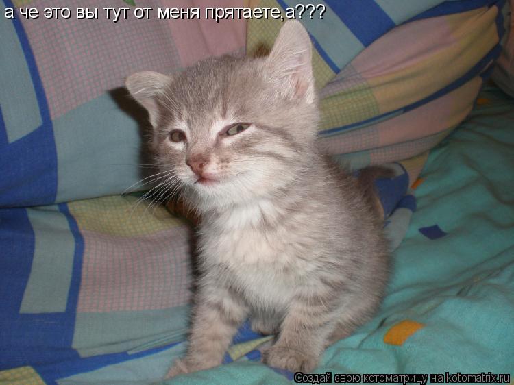а че это вы тут от меня прятаете,а???... Котоматрица: а че это вы тут от меня прятаете,а???