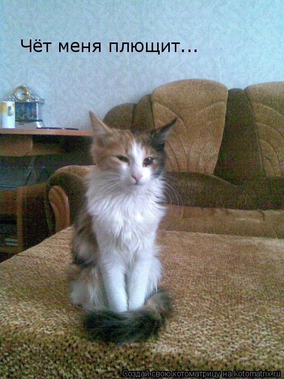 Чёт меня плющит...... Котоматрица: Чёт меня плющит...