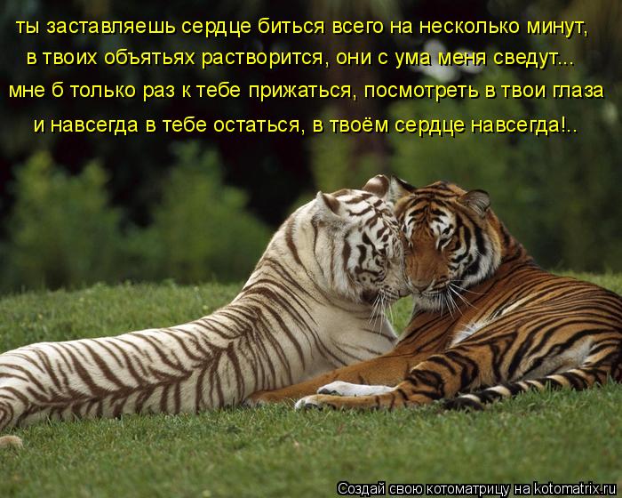 ты заставляешь сердце биться всего на несколько минут, в твоих объятьях растворится, они с ума меня с... Котоматрица: ты заставляешь сердце биться всего на несколько минут, в твоих объятьях растворится, они с ума меня сведут... мне б только раз к тебе прижать