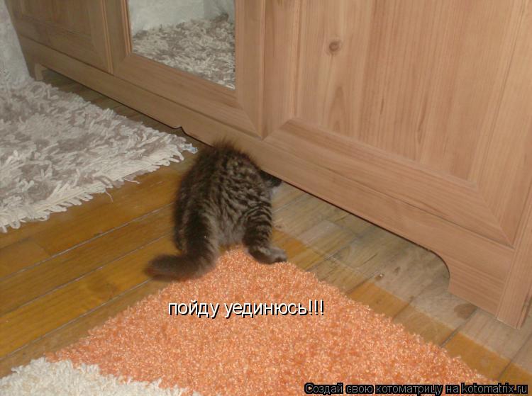 пойду уединюсь!!!... Котоматрица: пойду уединюсь!!!