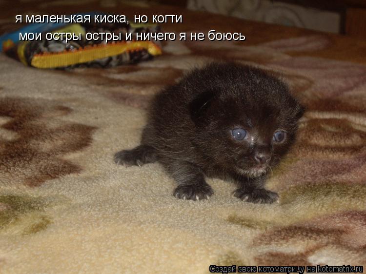 я маленькая киска, но когти мои остры остры и ничего я не боюсь... Котоматрица: я маленькая киска, но когти мои остры остры и ничего я не боюсь