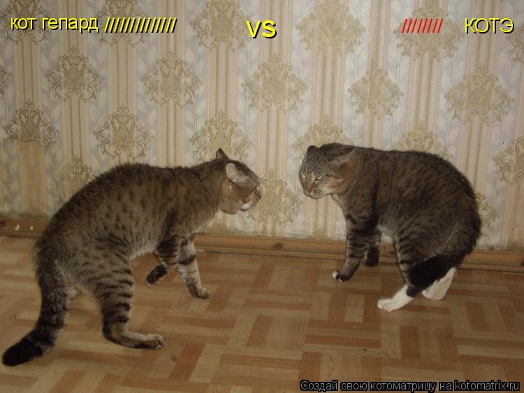 кот гепард КОТЭ ////////////// //////// vs... Котоматрица: кот гепард КОТЭ ////////////// //////// vs