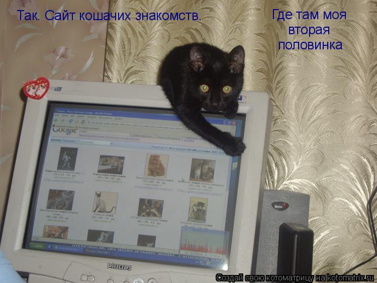 Так. Сайт кошачих знакомств. Где там моя вторая половинка... Котоматрица: Так. Сайт кошачих знакомств. Где там моя вторая половинка