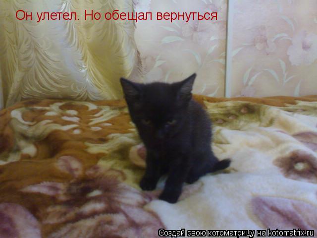 Он улетел. Но обещал вернуться... Котоматрица: Он улетел. Но обещал вернуться