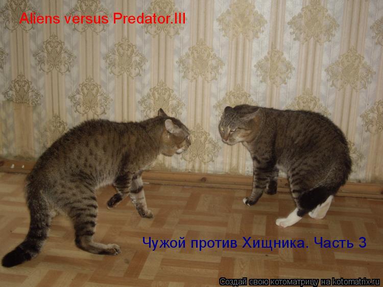 Aliens versus Predator.III Чужой против Хищника. Часть 3... Котоматрица: Aliens versus Predator.III Чужой против Хищника. Часть 3