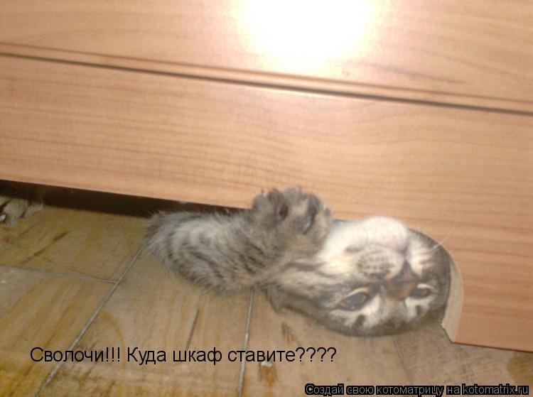 Сволочи!!! Куда шкаф ставите????... Котоматрица: Сволочи!!! Куда шкаф ставите????
