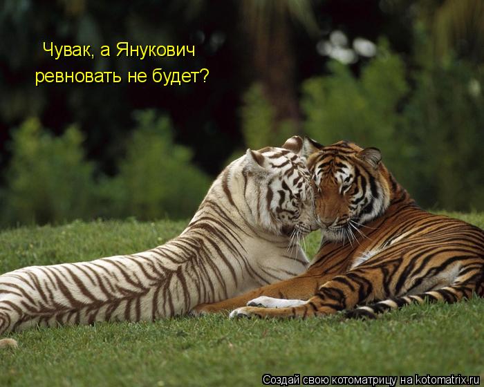 Чувак, а Янукович ревновать не будет?... Котоматрица: Чувак, а Янукович ревновать не будет?