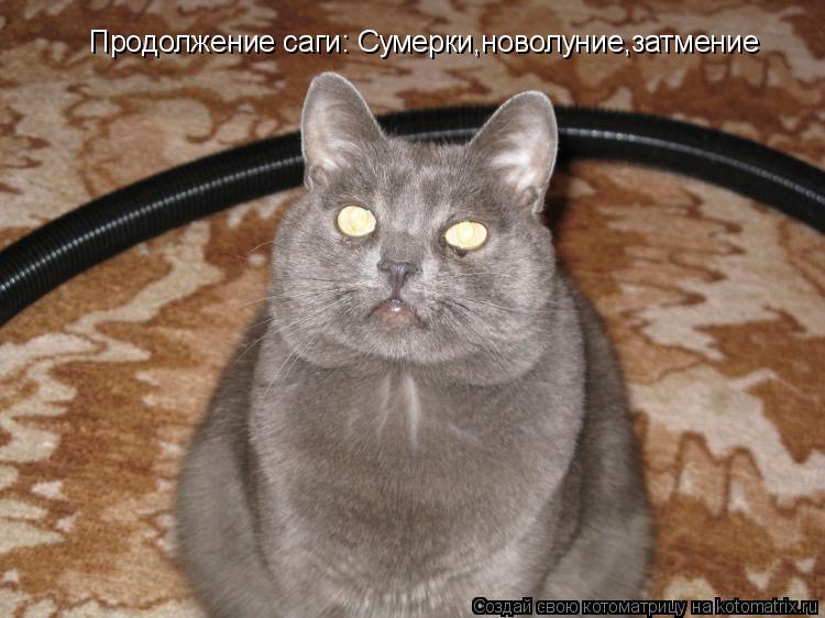 Продолжение саги: Сумерки,новолуние,затмение... Котоматрица: Продолжение саги: Сумерки,новолуние,затмение