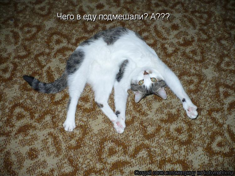 Чего в еду подмешали? А???... Котоматрица: Чего в еду подмешали? А???