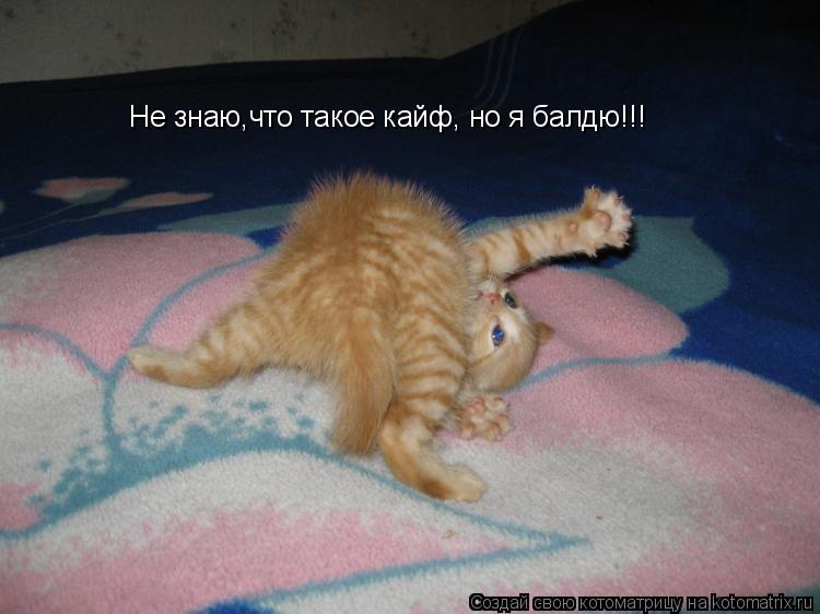 Не знаю,что такое кайф, но я балдю!!!... Котоматрица: Не знаю,что такое кайф, но я балдю!!!