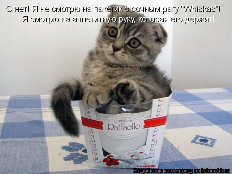 О нет! Я не смотрю на пакетик с сочным рагу "Whiskas"! Я смотрю на аппетитную руку, которая его держи... Котоматрица: О нет! Я не смотрю на пакетик с сочным рагу "Whiskas"! Я смотрю на аппетитную руку, которая его держит!