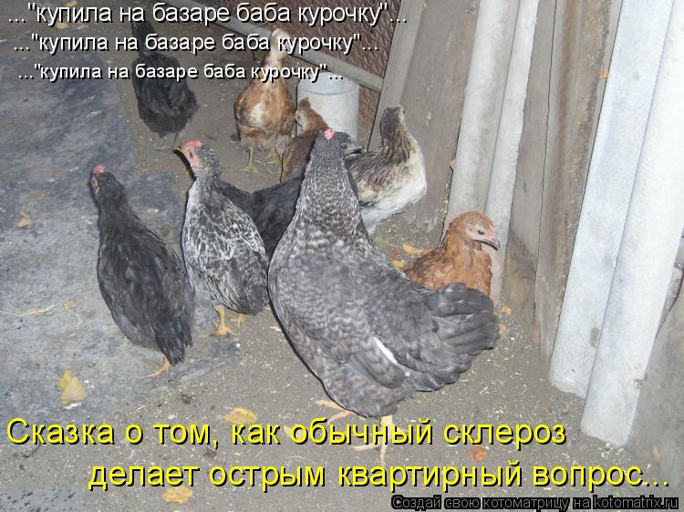 ..."купила на базаре баба курочку"... ..."купила на базаре баба курочку"... ..."купила на базаре баба... Котоматрица: ..."купила на базаре баба курочку"... ..."купила на базаре баба курочку"... ..."купила на базаре баба курочку"... Сказка о том, как обычный склероз де
