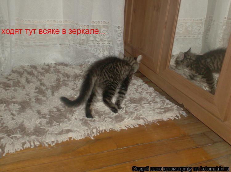 ходят тут всяке в зеркале...... Котоматрица: ходят тут всяке в зеркале...