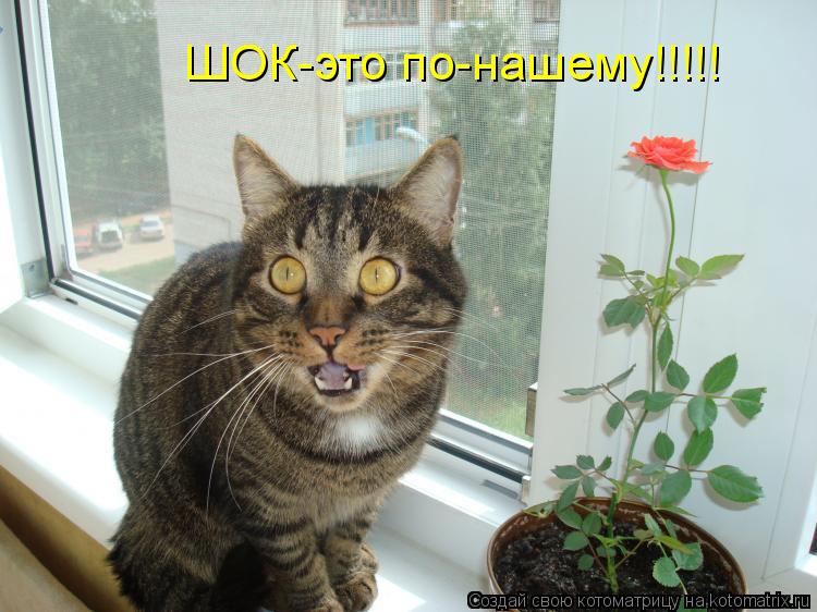 ШОК-это по-нашему!!!!!... Котоматрица: ШОК-это по-нашему!!!!!