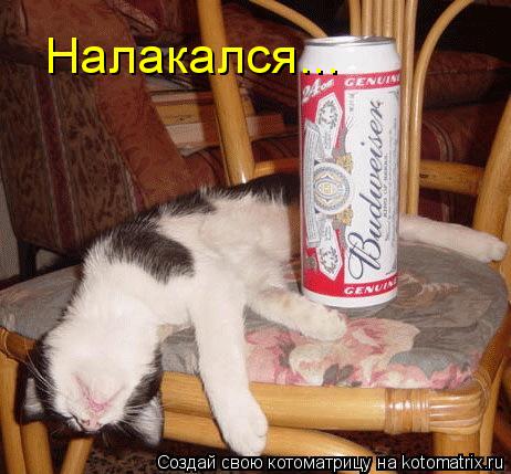 Налакался...... Котоматрица: Налакался...