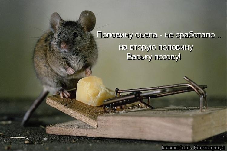 Котоматрица: Половину съела - не сработало... на вторую половину Ваську позову!