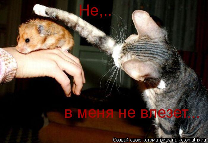 Не,.. в меня не влезет...... Котоматрица: Не,.. в меня не влезет...
