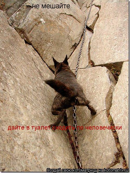 не мешайте дайте в туалет сходить по человечиски... Котоматрица: не мешайте дайте в туалет сходить по человечиски