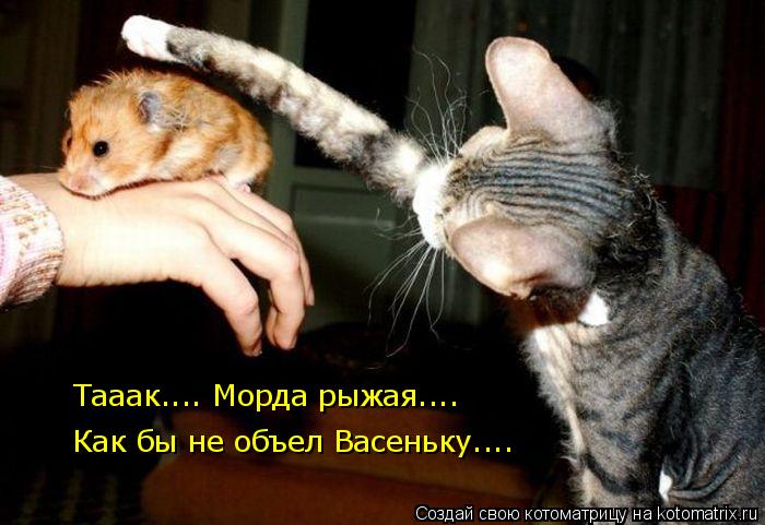 Тааак.... Морда рыжая.... Как бы не объел Васеньку....... Котоматрица: Тааак.... Морда рыжая.... Как бы не объел Васеньку....