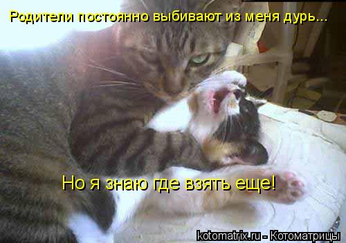 Родители постоянно выбивают из меня дурь... Но я знаю где взять еще!... Котоматрица: Родители постоянно выбивают из меня дурь... Но я знаю где взять еще!