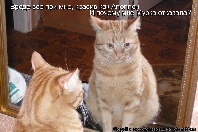 Вроде все при мне, красив как Аполлон И почему мне Мурка отказала?... Котоматрица: Вроде все при мне, красив как Аполлон И почему мне Мурка отказала?