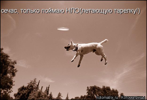 сечас, только поймаю НЛО(летающую тарелку!)... Котоматрица: сечас, только поймаю НЛО(летающую тарелку!)