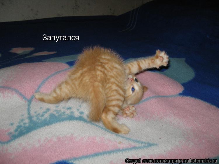 Запутался... Котоматрица: Запутался