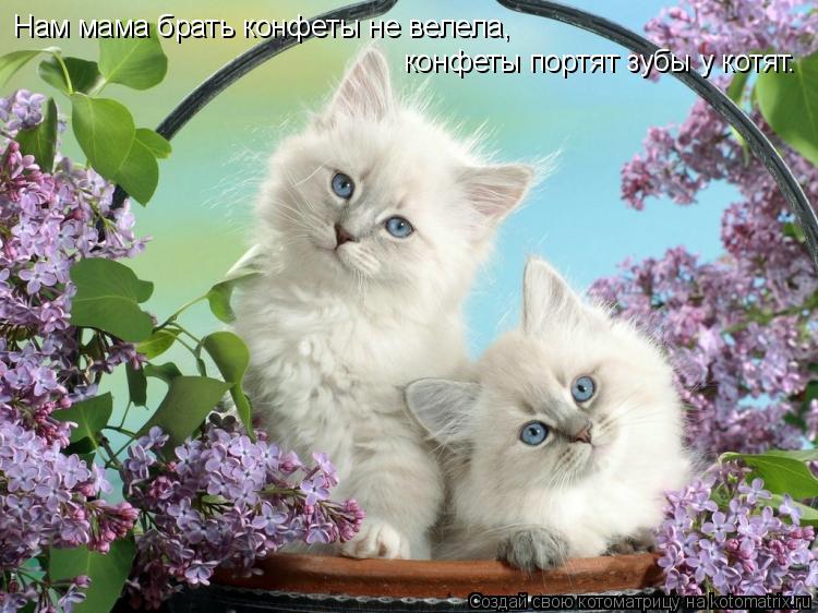 Нам мама брать конфеты не велела, конфеты портят зубы у котят.... Котоматрица: Нам мама брать конфеты не велела, конфеты портят зубы у котят.