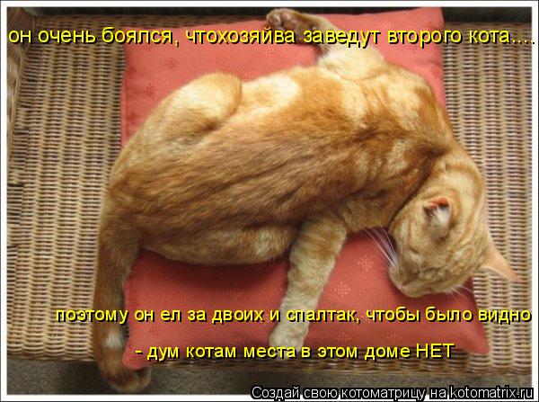 он очень боялся, чтохозяйва заведут второго кота.... поэтому он ел за двоих и спалтак, чтобы было вид... Котоматрица: он очень боялся, чтохозяйва заведут второго кота.... поэтому он ел за двоих и спалтак, чтобы было видно - дум котам места в этом доме НЕТ