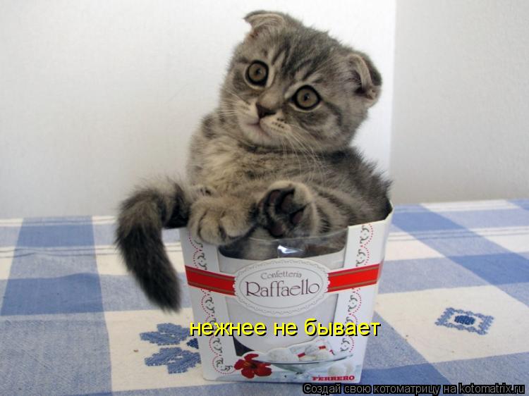 нежнее не бывает... Котоматрица: нежнее не бывает