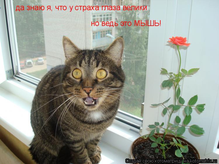 да знаю я, что у страха глаза велики но ведь это МЫШЬ!... Котоматрица: да знаю я, что у страха глаза велики но ведь это МЫШЬ!