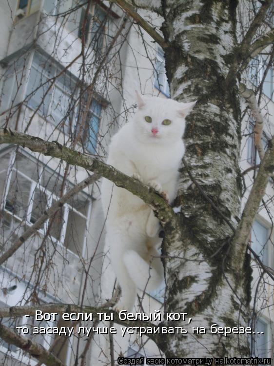 - Вот если ты белый кот, то засаду лучше устраивать на березе...... Котоматрица: - Вот если ты белый кот, то засаду лучше устраивать на березе...